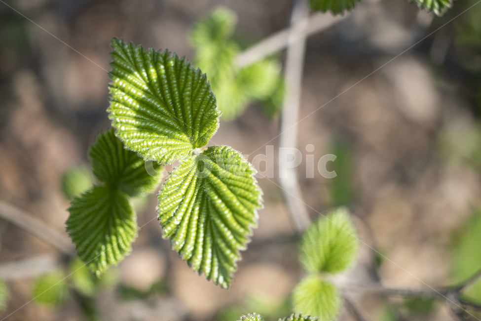 leaf,잎,plant,식물,새싹,봄,spring,식물,자연,plants,nature