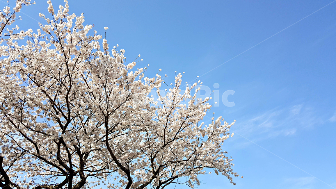 꽃,blossom,cherryblossom,식물,plant,벚꽃,벚나무,식물,자연,plants,nature,꽃,flower