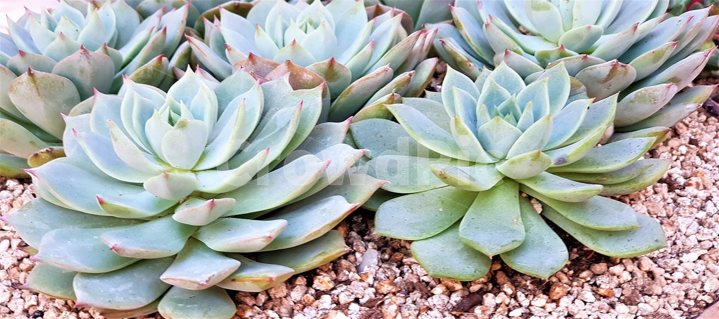 다육이,모래,화분,선인장과,자연,식물,nature,식물,자연,plants,nature