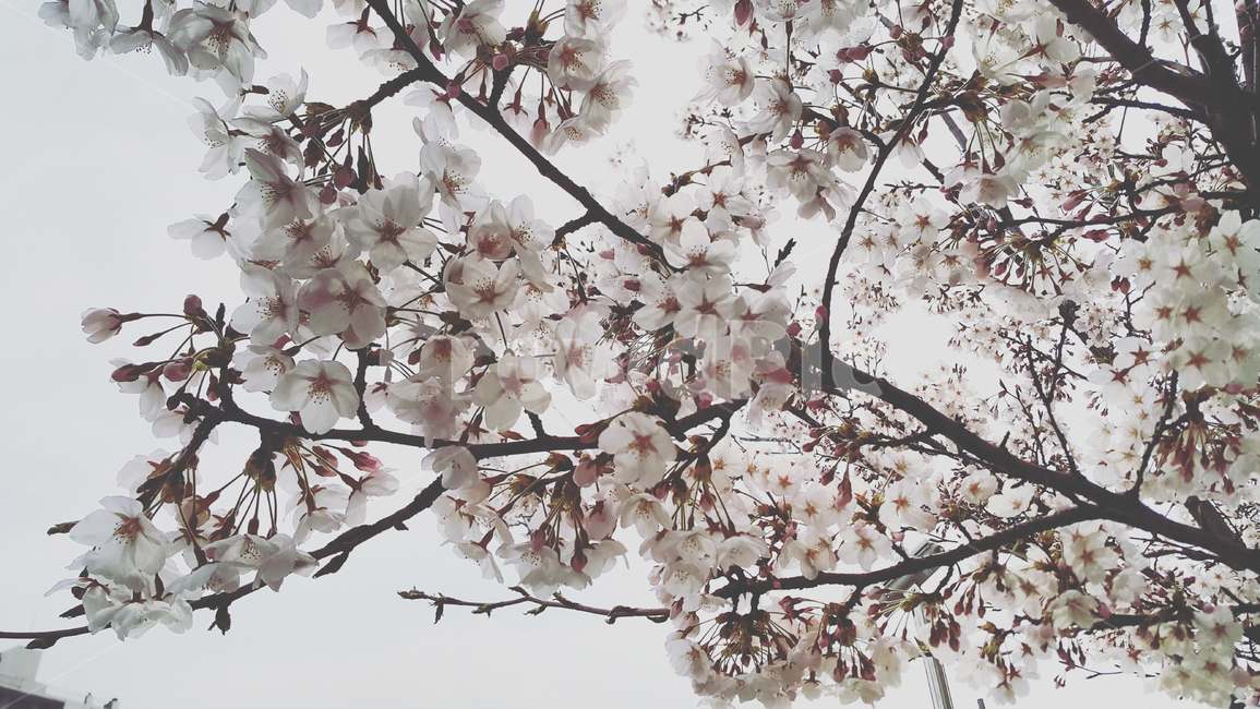 벚꽃,봄,계절,나무,플라워,식물,자연,plants,nature,꽃,flower