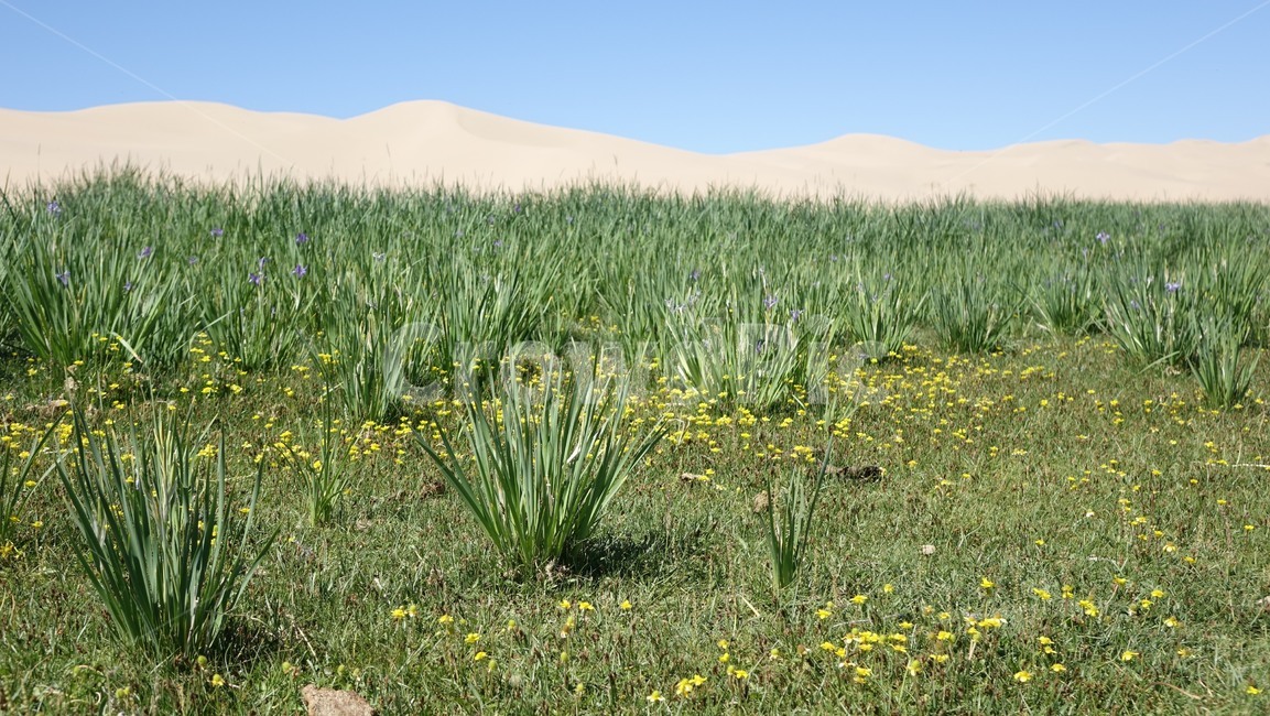 풍경,자연,nature,scenery,모래,모래언덕,dune,sand,초원