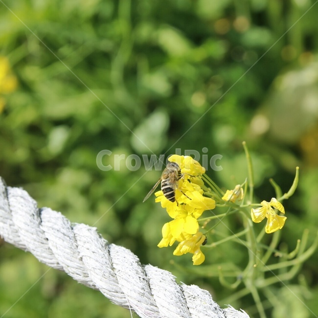 식물,곤충,벌,꽃,클로즈업,이미지컷,봄,식물,자연,plants,nature,꽃,flower,동물,animal,곤충,벌레,insect,bug