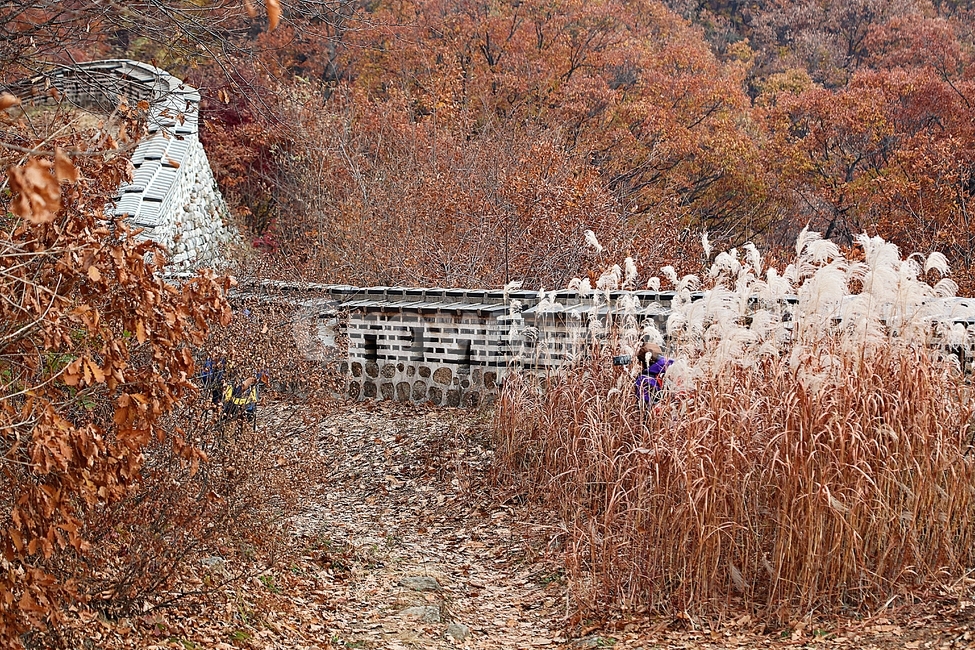 남한산성,성곽,성,단풍,낙엽,길,둘레길,숲,숲길,담,돌담,가을,자연,풍경,벽,울긋불긋,산성,식물,가을,계절,fall,autumn,season,한국전통,한국문화,korean traditional,korean culture