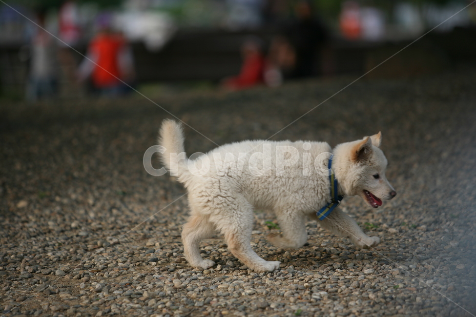 강아지,dog,puppy,동물,개,동물,animal,포유류,mammal,개,강아지,dog,doggy