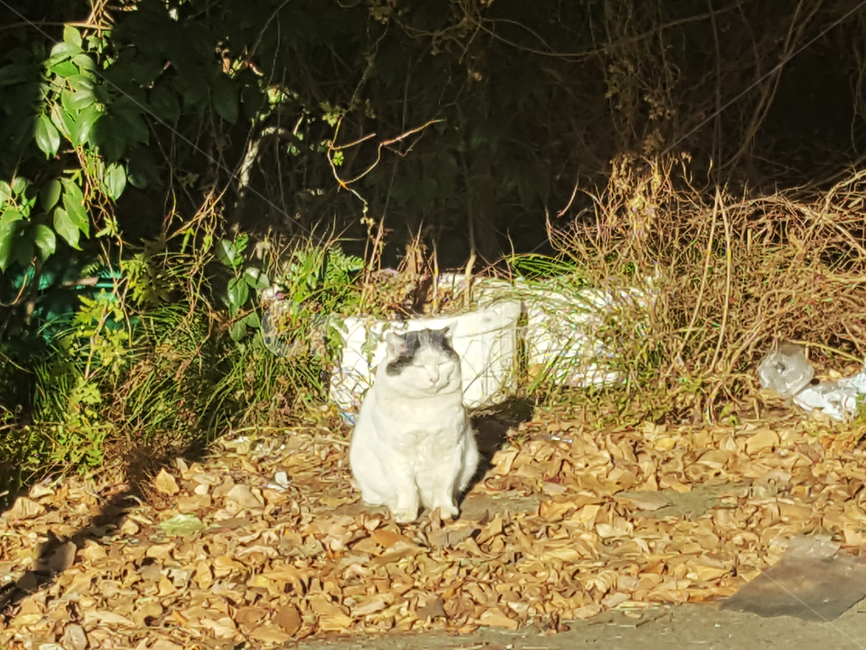 일본,일본고양이,일본길고양이,고양이,길고양이,동물,animal,포유류,mammal,고양이,cat,kitten,kitty