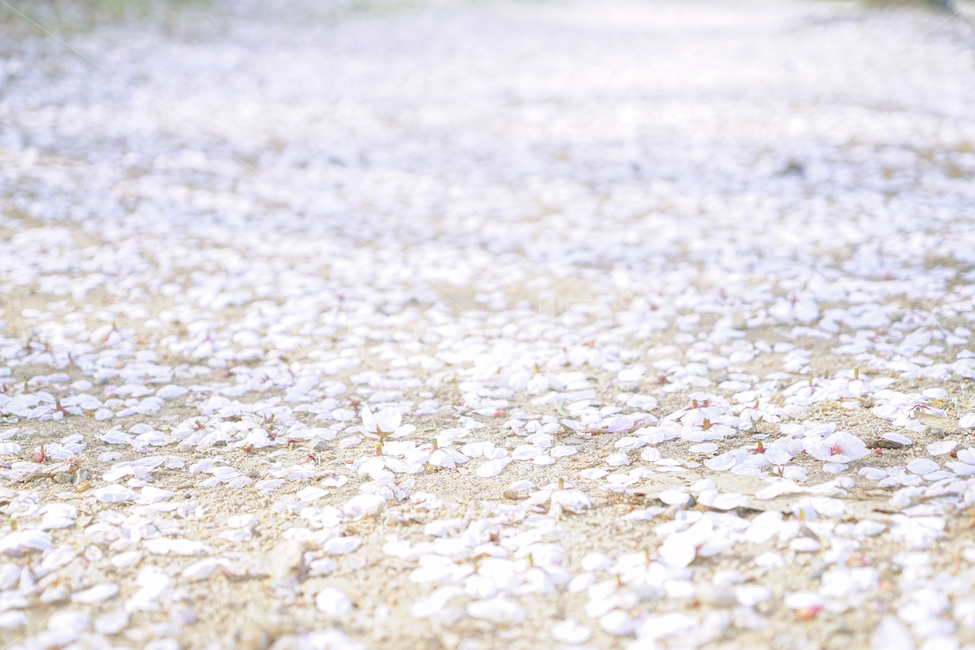 벚꽃,벚꽃잎,꽃잎,꽃,길,꽃길,꽃잎길,핑크,분홍,봄,분위기,흙길,cherryblossom
