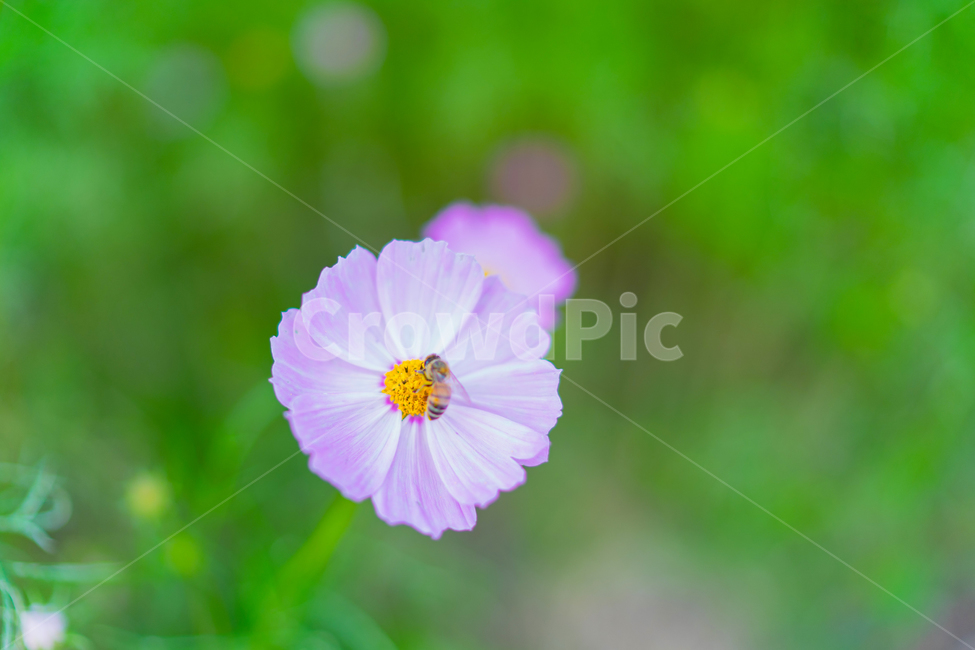 꽃,코스모스,가을,꿀벌,honeybee,cosmos,flower,blossom,식물,자연,plants,nature,꽃,flower,곤충,벌레,insect,bug