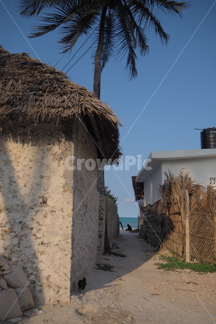 탄자니아,tanzania,zanzibar,잔지바르,잔지바르섬,jambiani,잠비아니,아프리카,africa,야자수,자연,시골,countryside,nature,바다,시골,마을,풍경,landscape,country,rural,town,해외,외국,세계,foreign,oversea,world