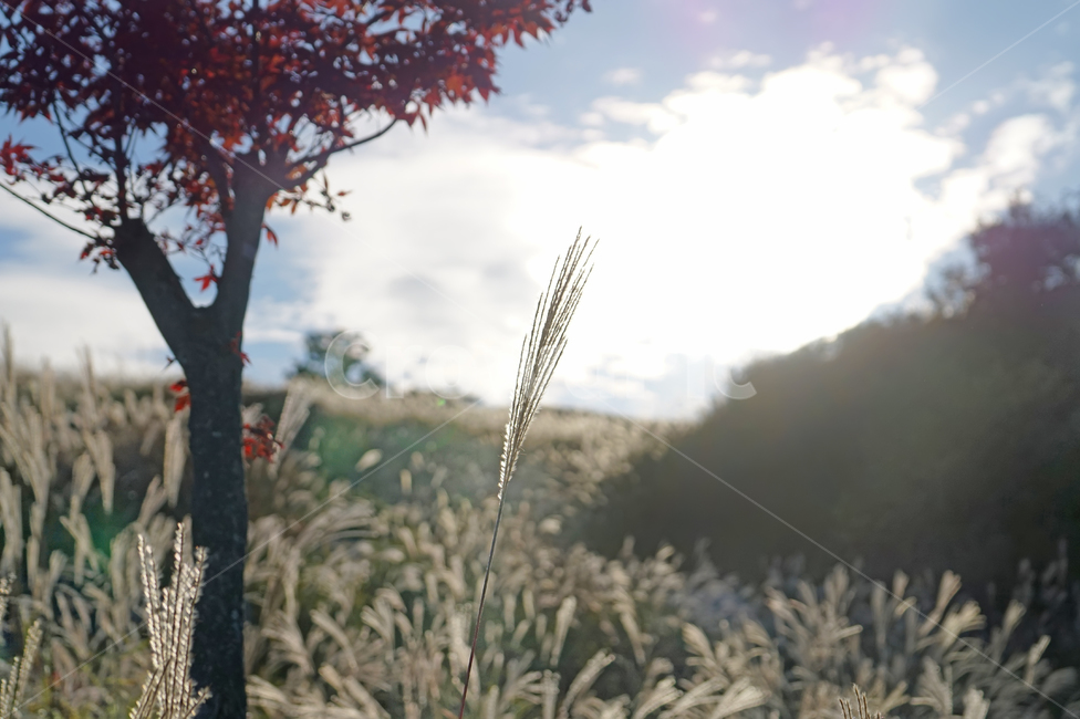 가을,억새,억새밭,힐링,풍경,가을산,쓸쓸함,겨울,계절,winter,season,식물,자연,plants,nature,감성,sensible,feeling
