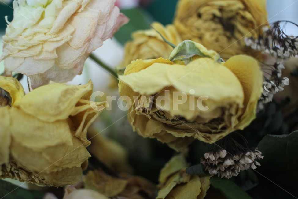 plant,식물,꽃,드라이플라워,장미,rose,flower,꽃다발,노란장미,yellowrose