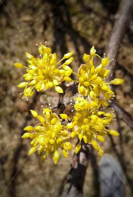 plant,식물,pollen,화분,산수유,봄,노란색,자연,spring,yellow,nature