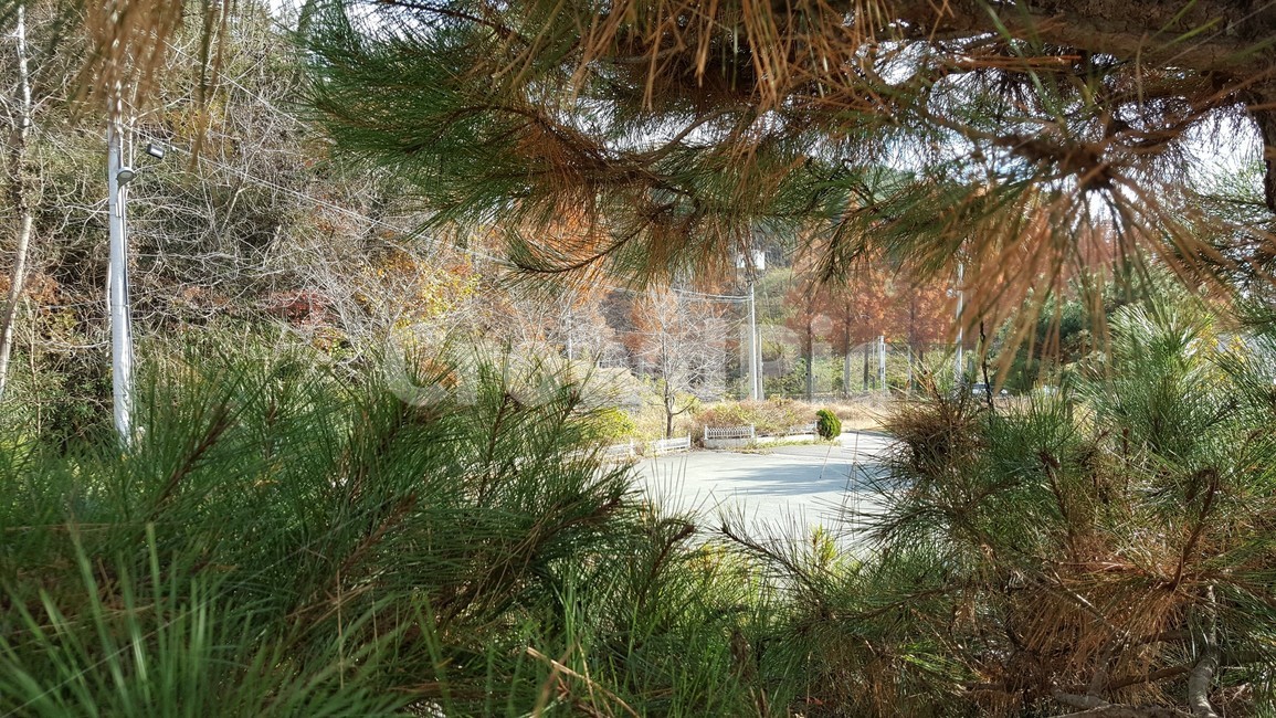 자연,풍경,추억,시골,가을,자연,풍경,nature,landscape,tree,나무,plant,식물