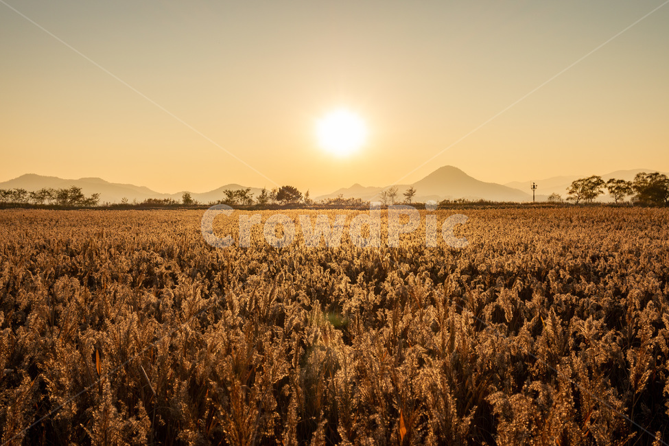 순천,순천만,갈대밭,노을,일몰,하늘,풍경,산,해,한국,korea,sunset,자연,한국자연경관,갈대,순천만습지,자연생태공원,nature,자연,풍경,nature,landscape,한국자연풍경,한국자연경관,korea nature landscape,plant,식물,produce,생산액,food,음식,grain,곡물,vegetable,야채