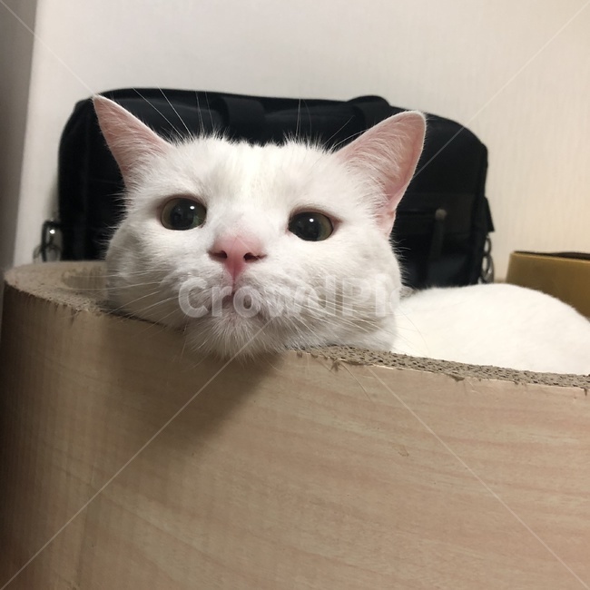고양이,cat,한국고양이,반려동물,스코티쉬스트레이트,하얀고양이,흰둥이,흰색고양이,스코티쉬,핑크코