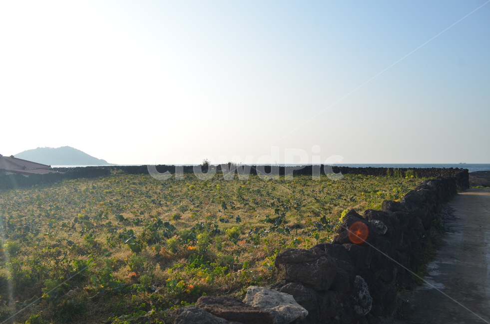 밭,땅,하늘,자연,텃밭,제주,배경화면,자연,풍경,nature,landscape,한국자연풍경,한국자연경관,korea nature landscape,제주도,jeju,jeju island