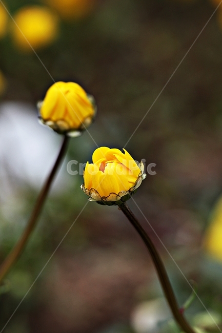 꽃,봄꽃,인천대공원,계절,자연,식물,자연,풍경,nature,landscape,식물,plants,꽃,flower,plant,blossom