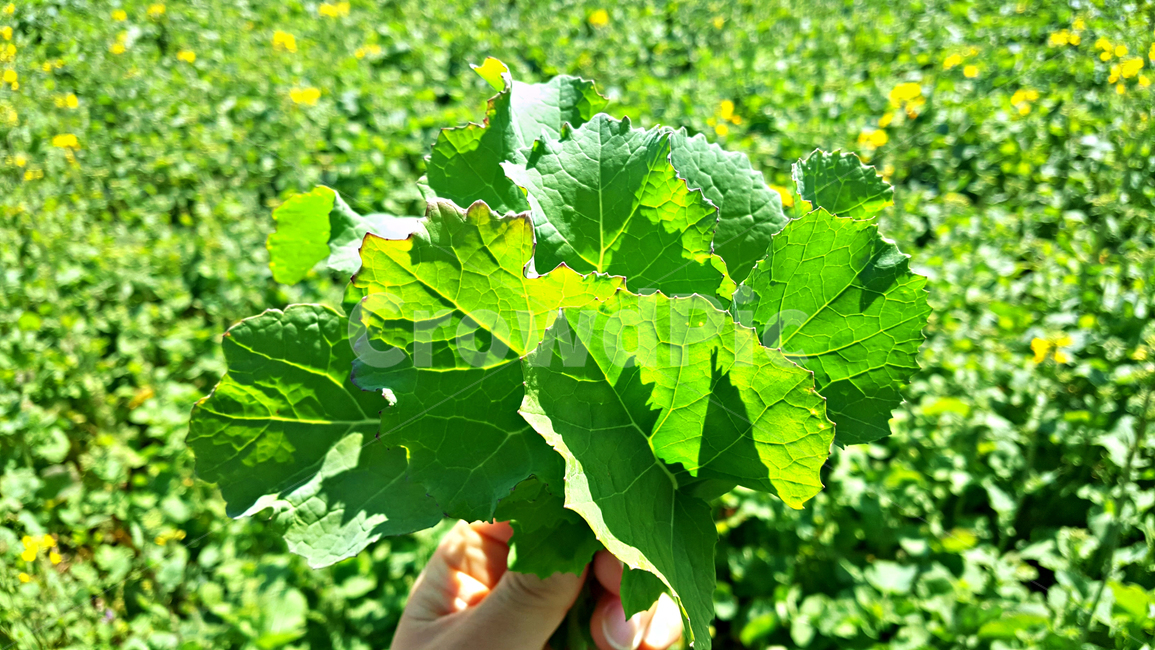 유채,유채잎,잎,leaf,식물,plant