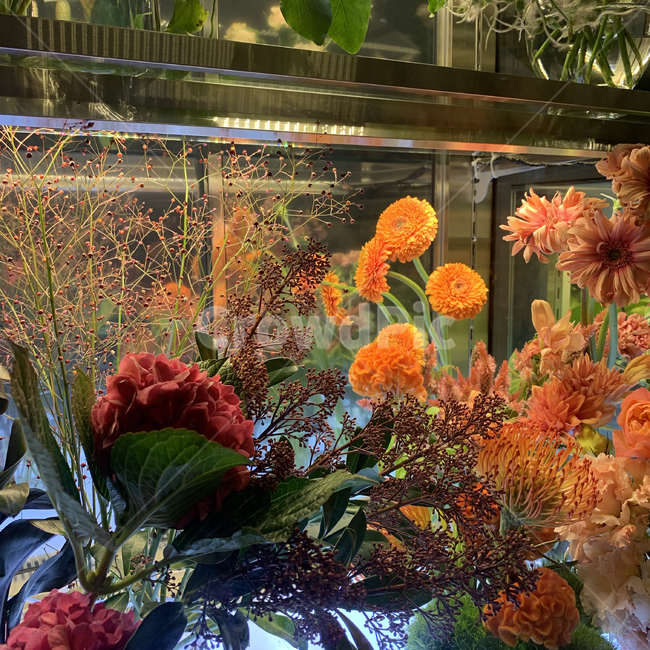 plant,식물,flower,꽃,blossom,붉은꽃,화초,식물보관,붉은색,주황색,꽃진열,식물,자연,plants,nature