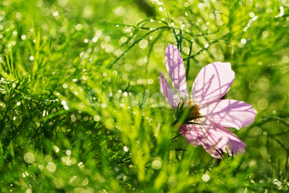 코스모스,꽃,식물,아침이슬,가을,가을,계절,fall,autumn,season,식물,자연,plants,nature,꽃,flower,geranium,제라늄,blossom,plant