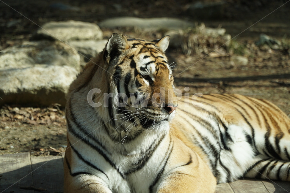 호랑이,tiger,동물,animal,포유류,mammals,맹수,savage,beast,육식동물,짐승,사나운,사납다,무서운,무섭다,맹호,범,고양이과,야생,자연,nature,타이거,한국호랑이,시베리아호랑이,백두산호랑이,아무르호랑이,동북호랑이,동북호,AmurTiger,pantheratigrisaltaica,동물,animal,포유류,mammal