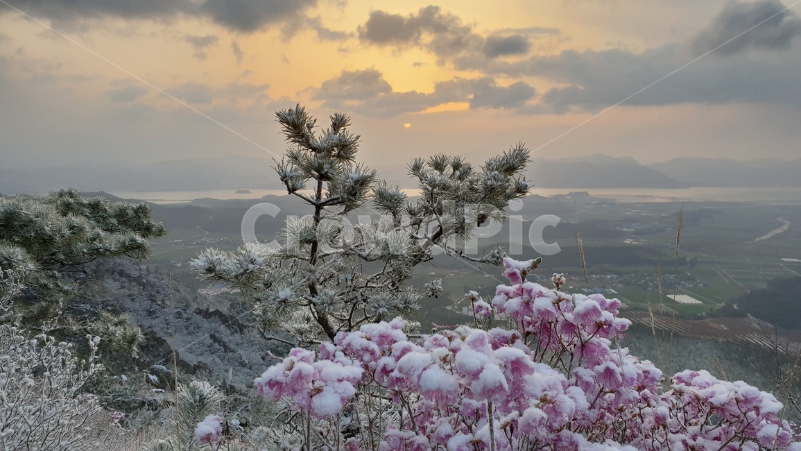 주작산,덕룡산,진달래,눈꽃,풍경,봄눈꽃,진달래눈꽃,산,자연,풍경,nature,landscape,outdoors,옥외