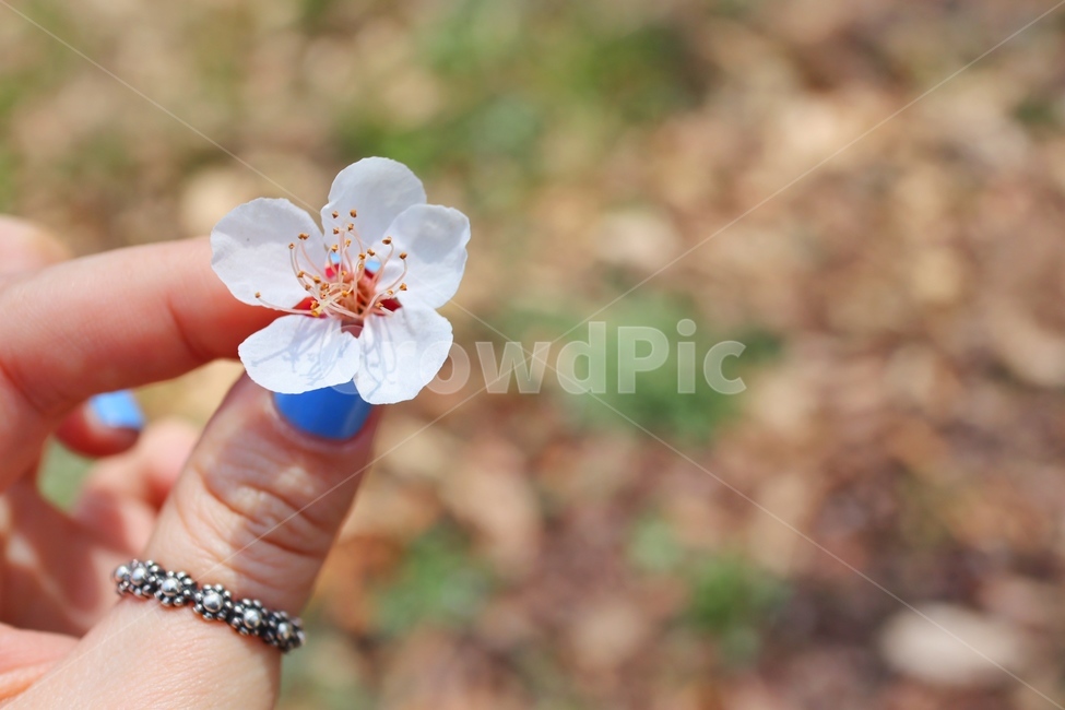 flower,spring,cherryblossoms,벚꽃,봄,꽃,flower