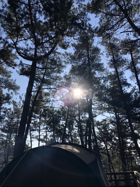 햇빛,빛줄기,캠핑,나무,숲,휴식,힐링,플레어,flare,빛,light