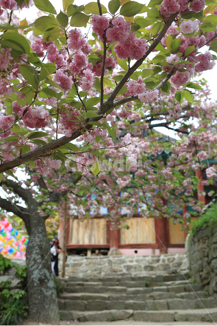 봄,꽃,벚꽃,나무,산책길,sping,flower,tree,절,왕벚꽃,분홍,temple,pink,봄,계절,spring,season,식물,자연,plants,nature,꽃,flower,plant