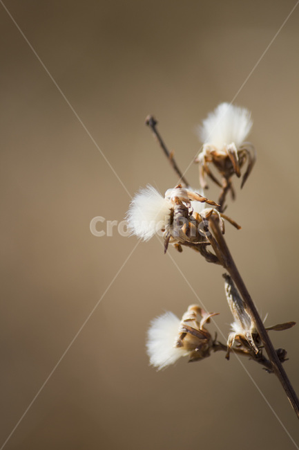 풀,겨울풀,겨울,꽃,이름모를꽃,식물,마른풀,식물,자연,plants,nature,꽃,flower