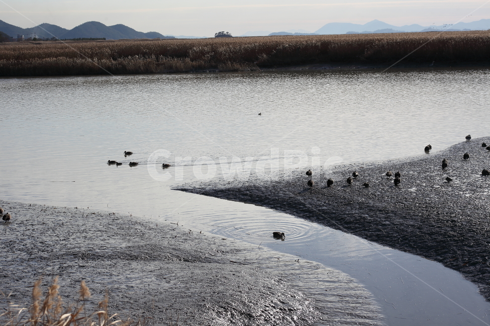 갯벌,새,순천만,습지,mudflat,순천만습지,water,물,outdoors,옥외,nature,자연