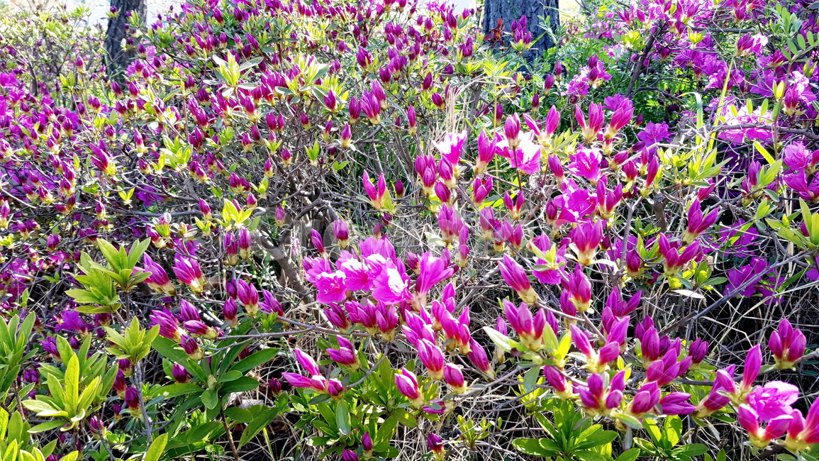 꽃,나무,풍경,철쭉,꽃동산,식물,자연,plants,nature,꽃,flower