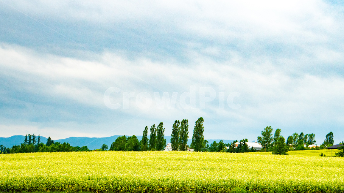 field,들,grassland,목초지,옥외,nature,자연,farm,농장,countryside,농촌,meadow,밀밭,하늘,구름,나무,여름,일본