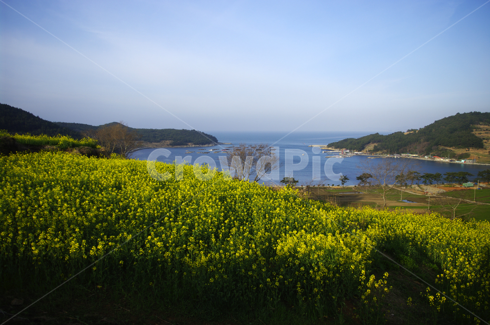 유채꽃,꽃밭,꽃,flower,계절,봄,spring,하늘,구름,풍경,바다,청산도,봄,계절,spring,season,자연,풍경,nature,landscape,한국자연풍경,한국자연경관,korea nature landscape,outdoors,옥외,field,들,grassland,목초지,rural,농촌,farm,농장