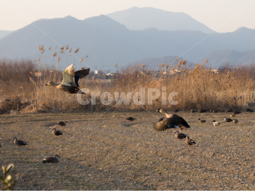 배경,풍경,이쁜사진,겨울,오리,동물,animal,조류,새,birds