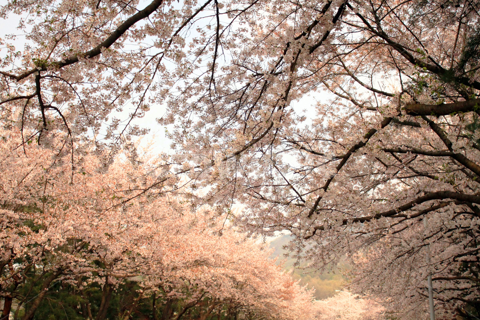 벚꽃,꽃,봄,나무,가지,나뭇가지,봉우리,꽃잎,개화,cherryblossom,식물,blossom,식물,자연,plants,nature,꽃,flower