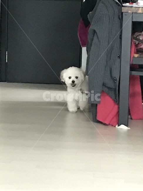 반려견,pet,비숑프리제,미니비숑,bichonfrise,동물,animal,포유류,mammal,개,강아지,dog,doggy