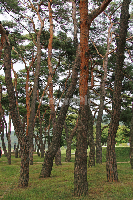 소나무,소나무숲,소나무껍질,자연,풍경,식물,자연,plants,nature,나무,trees,wood