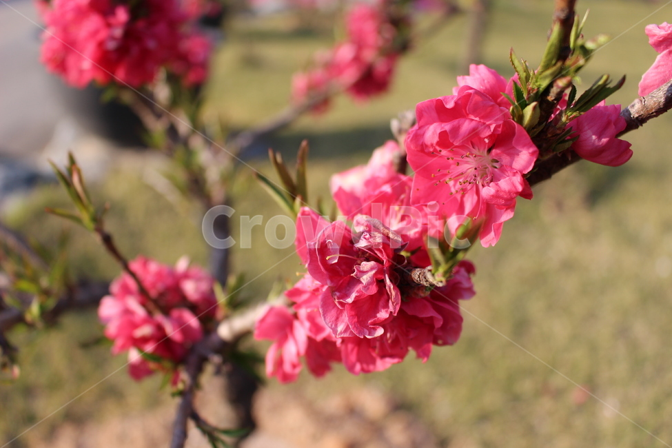 홍도화,꽃,봄,spring,flower