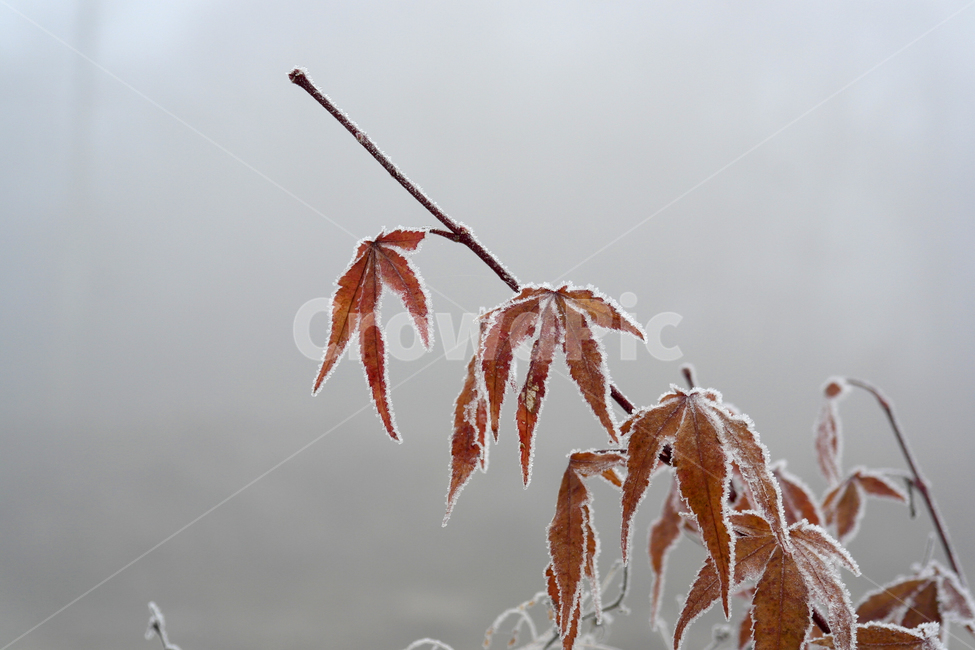 상고대,단풍잎상고대,붉은단풍,서리,나풍나무,겨울,계절,winter,season