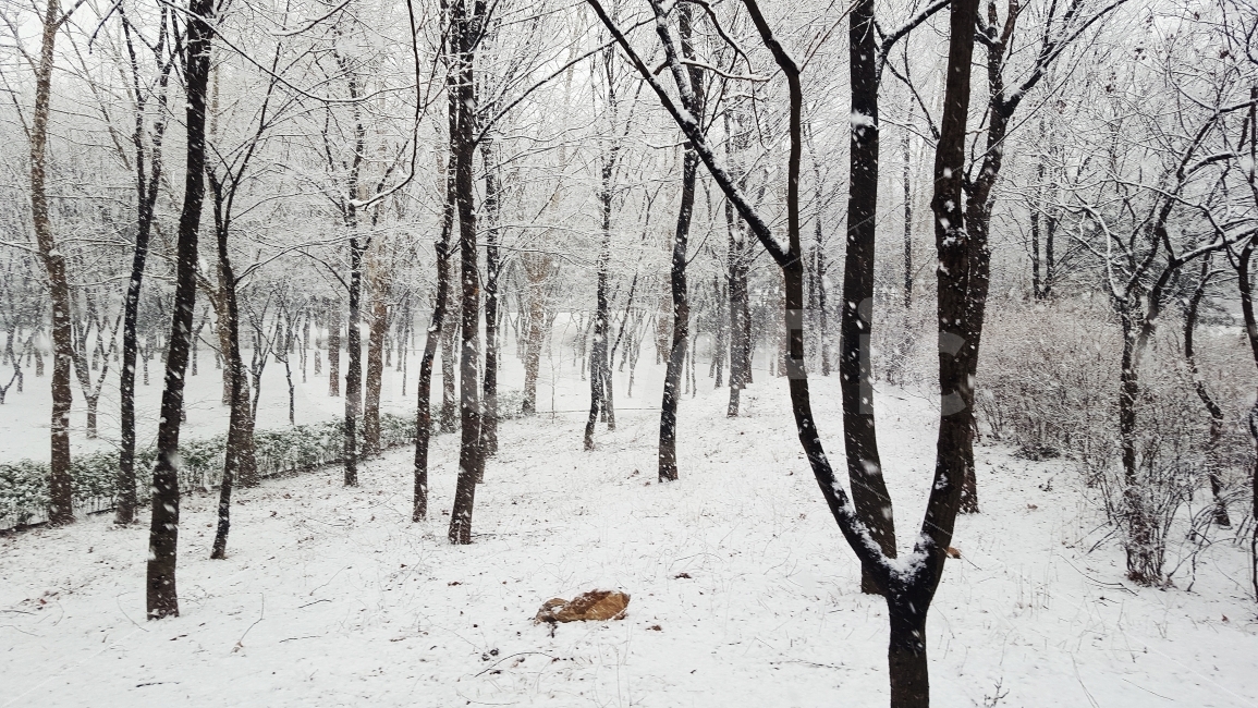 눈,겨울나무,나무,눈꽃,겨울,겨울,계절,winter,season,자연,풍경,nature,landscape,식물,plants,나무,trees,wood,outdoors,옥외