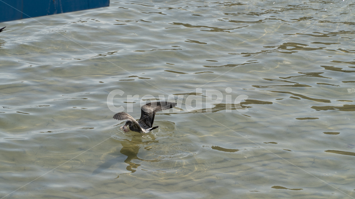 갈매기,물고기,먹이,동물,bird,새,waterfowl,물새,동물,animal,조류,새,birds