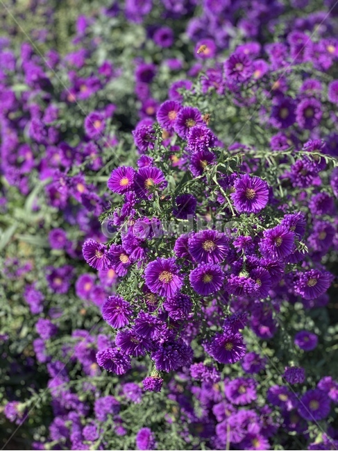 purple,보라색,plant,식물,geranium,제라늄,flower,blossom,꽃,식물,자연,plants,nature,꽃,flower
