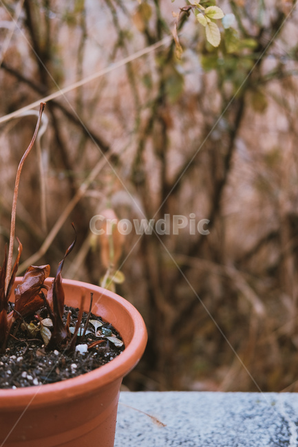 화분,식물,plant,pot,겨울,winter,season,겨울,계절,winter,season,식물,자연,plants,nature,감성,sensible,feeling