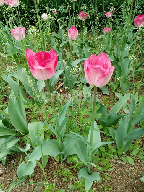 tulip,백합과,구근초,여러해살이화초,꽃,튤립,빨강색,봄,식물,자연,springseasonflower