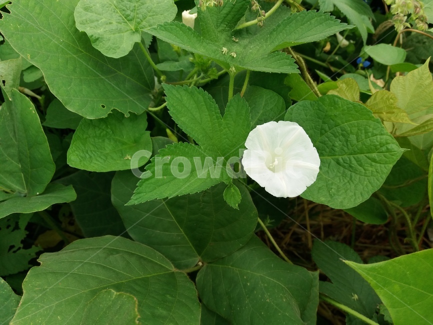 plant,식물,잎,하얀색,나팔꽃,연두색,푸르름,식물,자연,plants,nature
