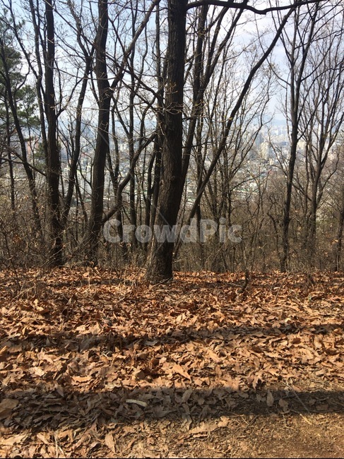 가을,산,나무,낙엽,쓸쓸,고즈넉함,가을,계절,fall,autumn,season,ground,바닥,tree,plant,식물