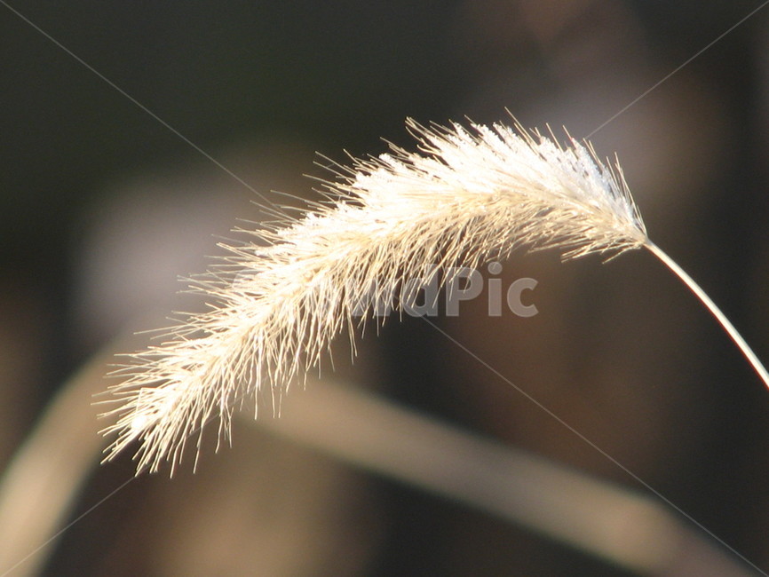 잔디,갈대,grass,식물,lawn