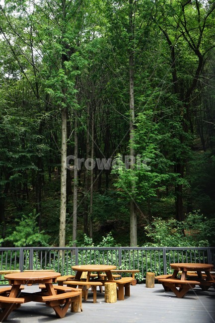 숲,자연,그늘,나무,녹음,녹색,forest,nature,shodow,trees,green,힐링,휴식,시원함,고요함,healing,relaxation,cool,calm,forestbathing,freshness,자연,풍경,nature,landscape,bench,벤치