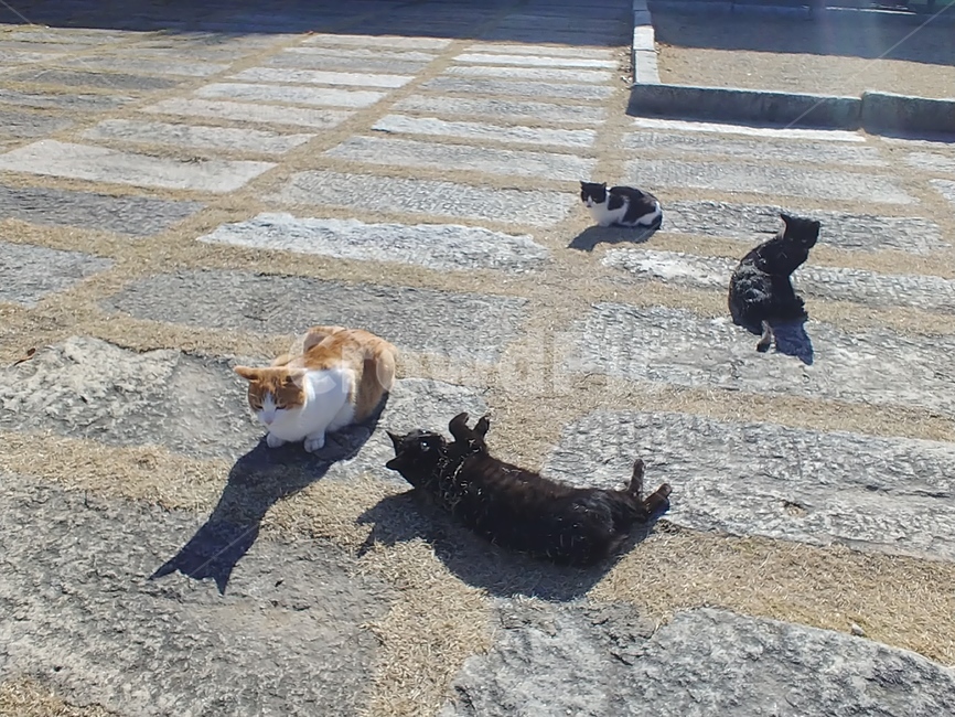 고양이,길고양이,휴식,고양이가족,검은고양이