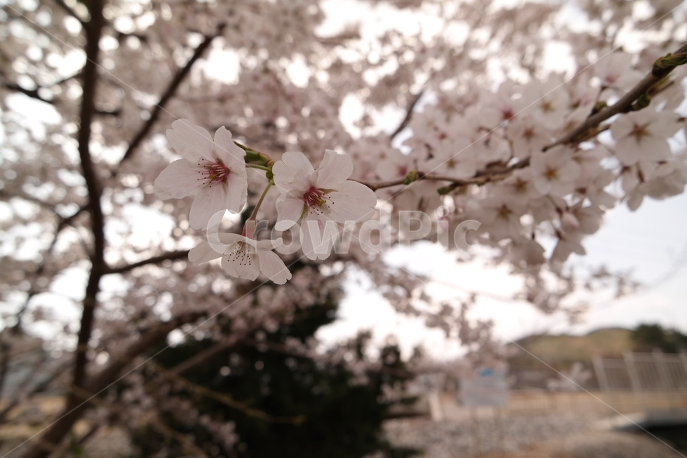 2019벚꽃,벚꽃,벚꽃접사,봄의꽃,벚꽃축제,봄,계절,spring,season,식물,자연,plants,nature,꽃,flower,plant,blossom